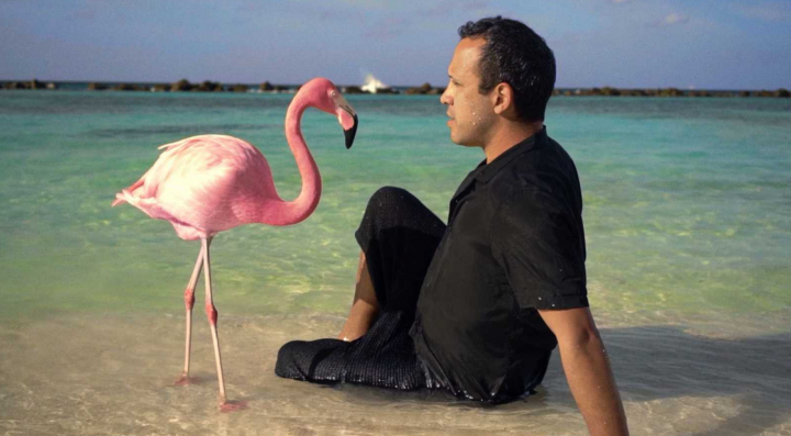 the mystery of the pink flamingo